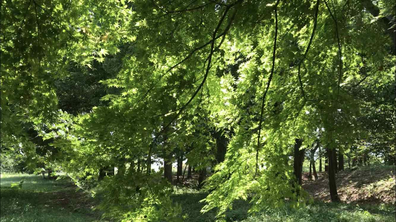 生徒さん募集です